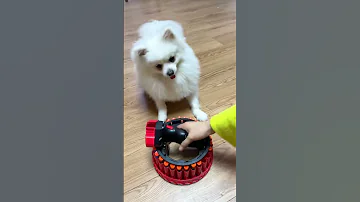 Nico Mom You Hit Me Funny Dog Cute Smartnico 