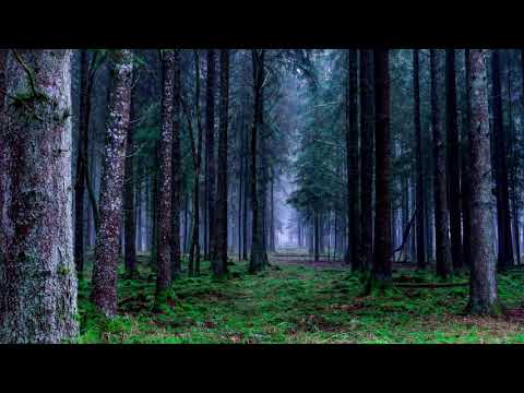 1 Saat Orman Sesi - Baykuş Sesi - 1 Hour Forest Sound - Owl Sound