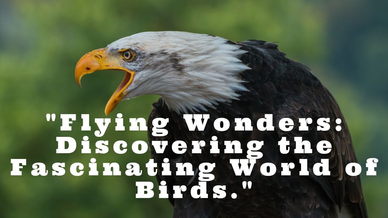 Feathered Fascination: Exploring the World of Birds.