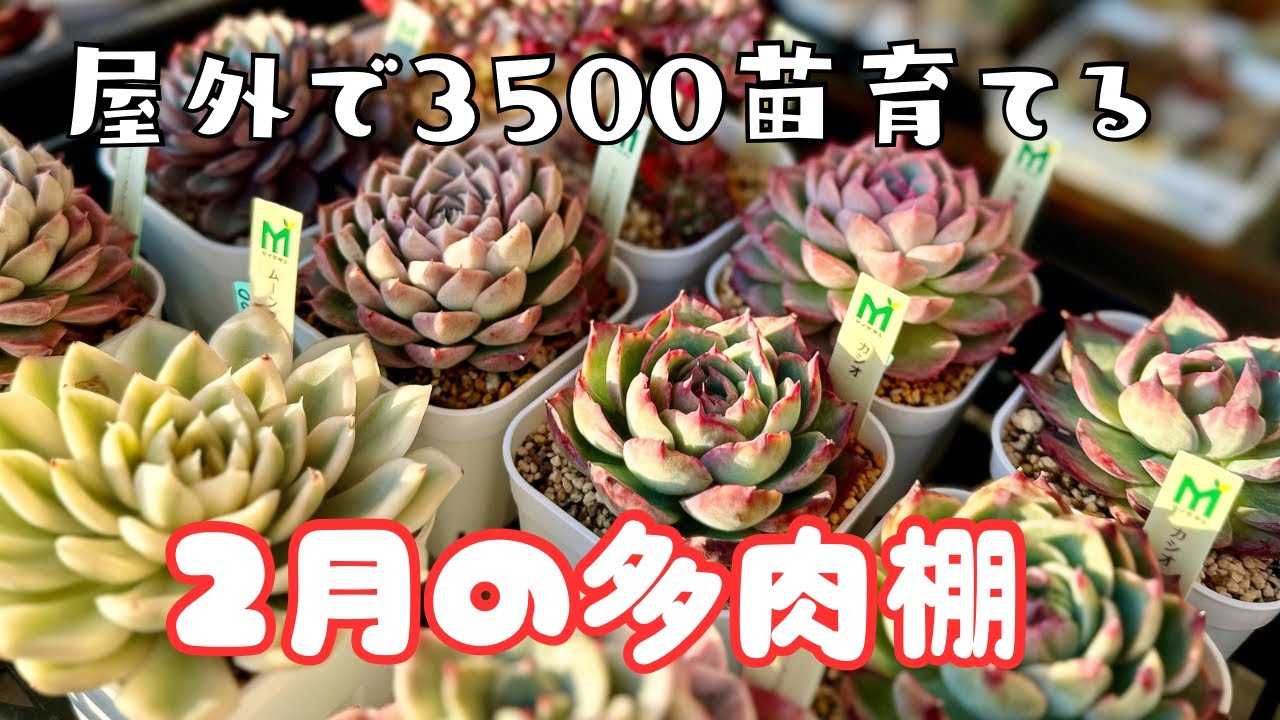屋外で3500苗育てる】我が家の2月の多肉棚｜寒波を乗り越えた多肉たち