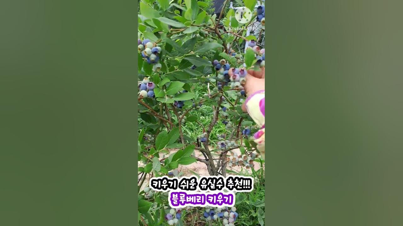 블루베리키우기 키우기쉬운과일나무 블루베리 수확 Blueberry - Youtube