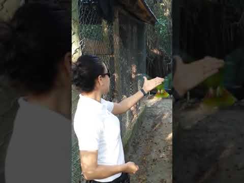 Amazona ventralis