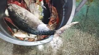 Huge catch destin Florida fishing cruise aboard "100 proof charter fishing expedition boat" big fun