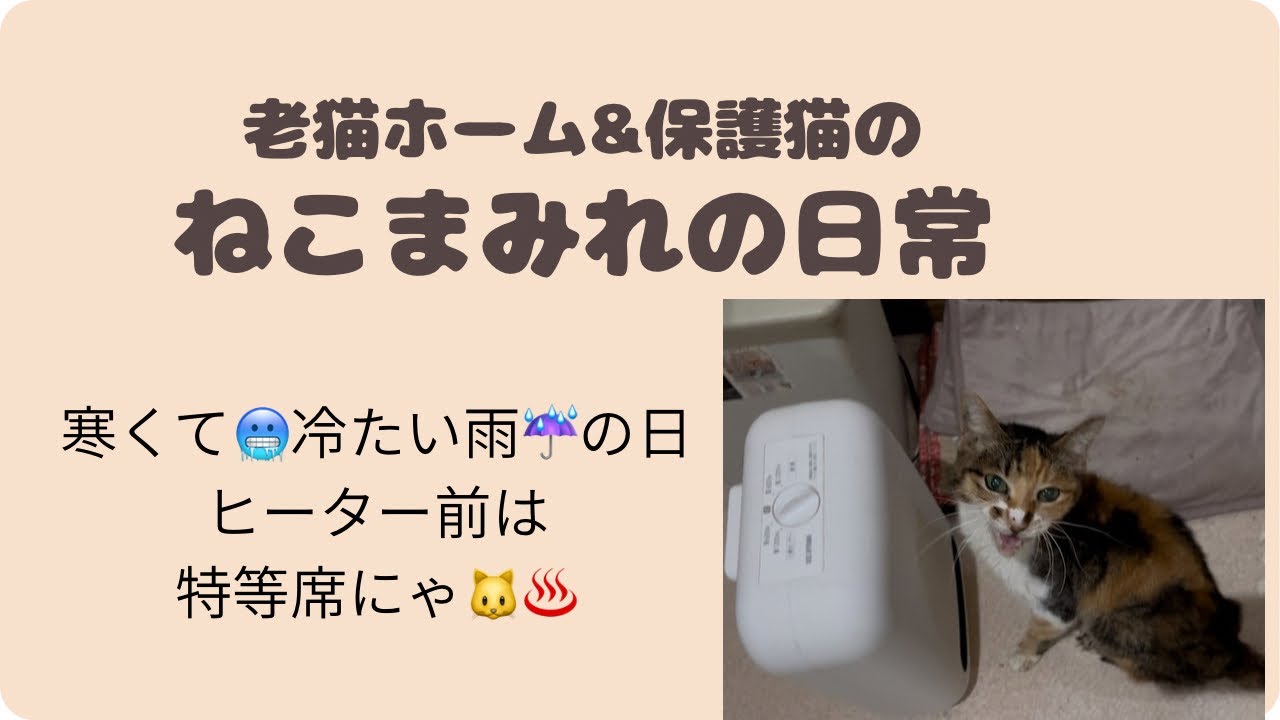 寒くて🥶冷たい雨☔の日　ヒーター前は特等席にゃ♨️
