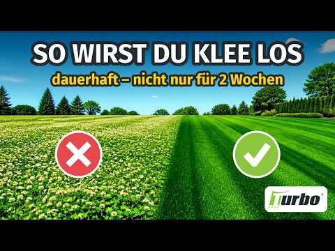 Klee im Rasen dauerhaft loswerden – so geht's wirklich