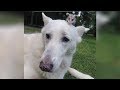 German Shepherd ‘Adopts’ An Abandoned Baby Opossum And It’s The Absolute Cutest German Shepherd ‘Adopts’ An Abandoned Baby Opossum And It’s The Absolute Cutest