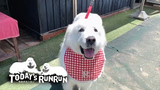 ルンルンとお父さんのモーニングルーティーン　Great Pyrenees　グレートピレニーズ