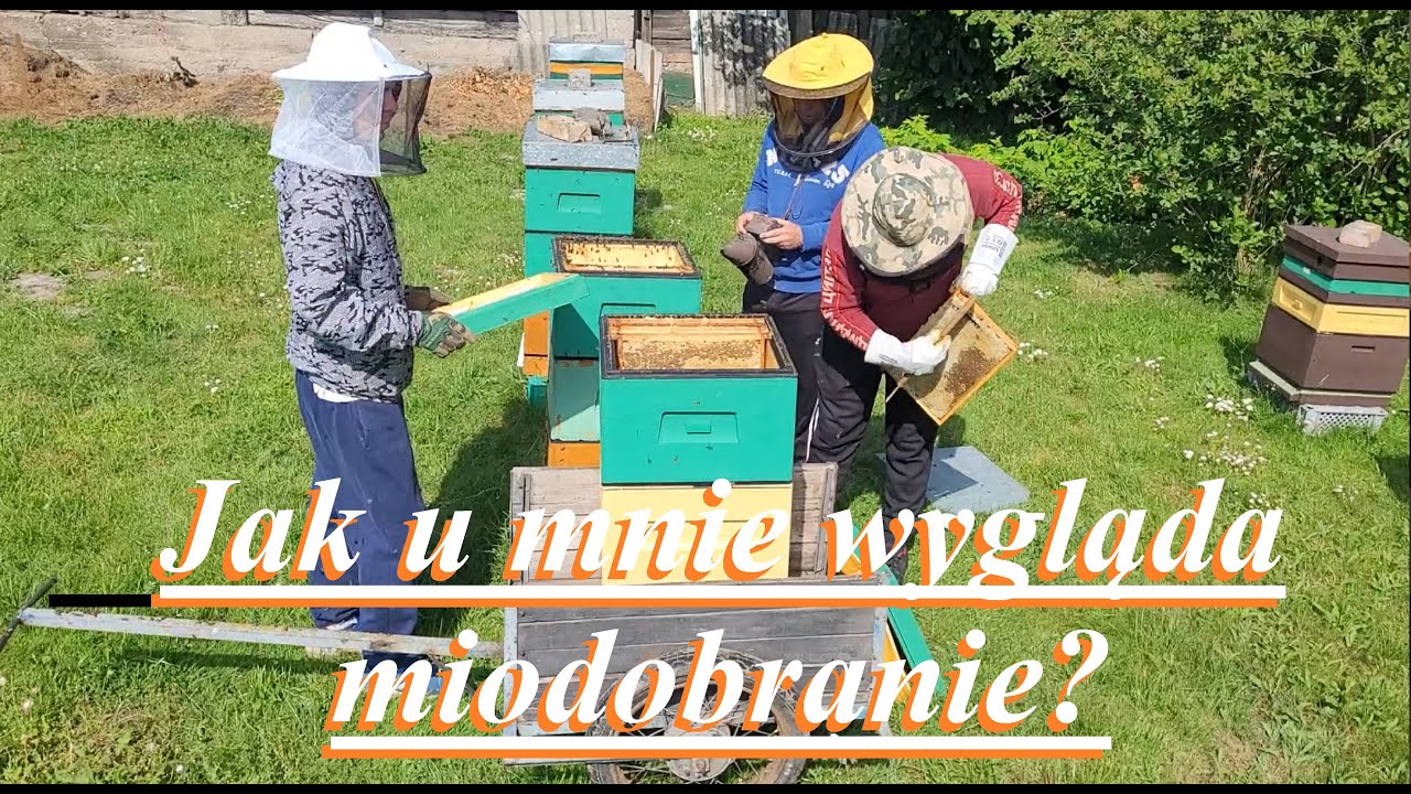 Miodobranie, wirowanie, nalewanie czyli miód - tajniki przczelarstwa - nowe nasze hobby.