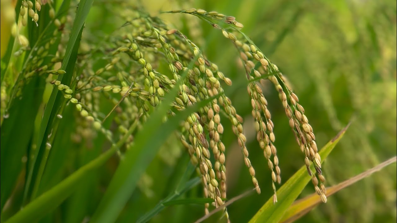 Bg 375 rice variety | New samba rice variety in Sri Lanka | # ...