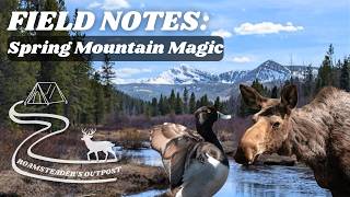 Spring Mountain Magic: Moose, Cranes, and other Forest Friends screenshot 1