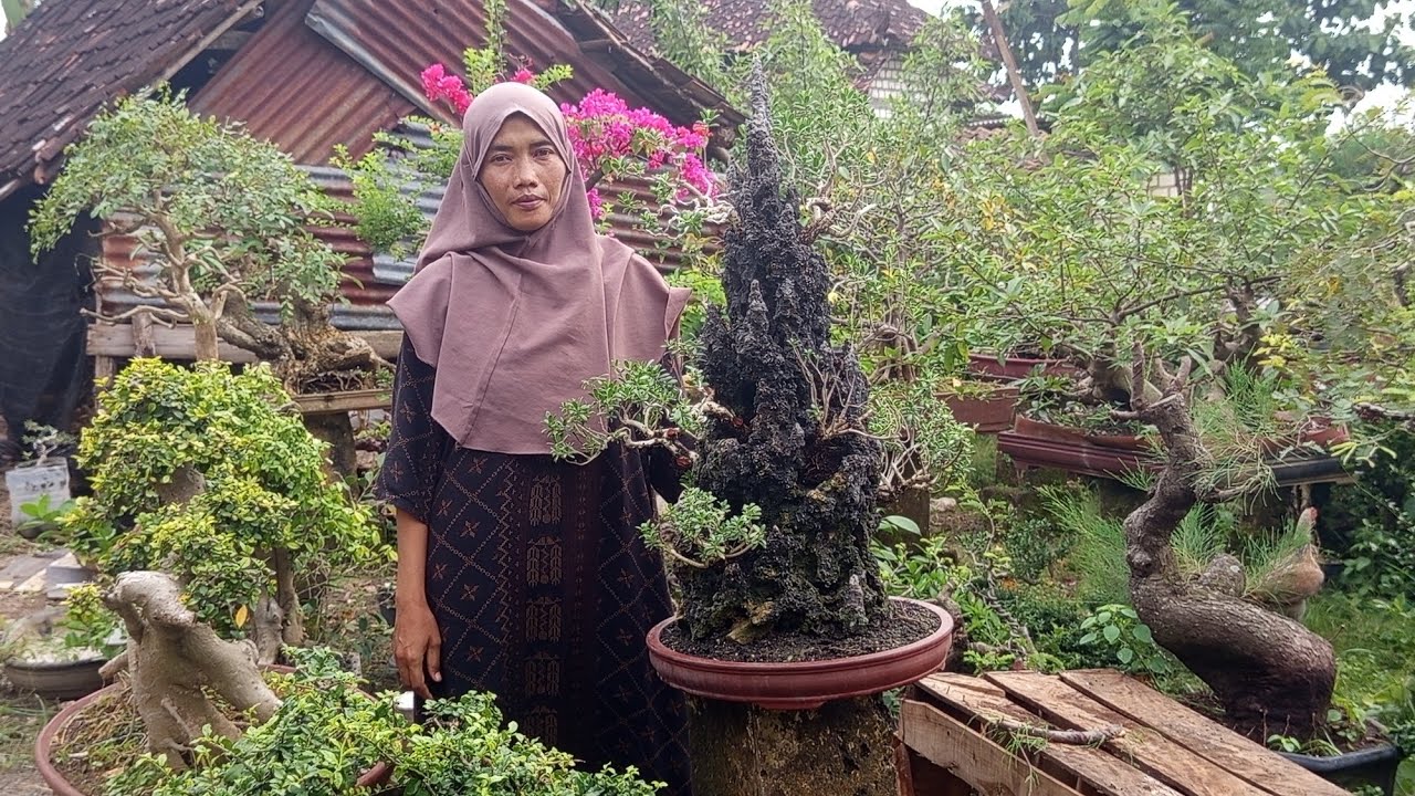 Cek hrga bonsai Candi prambanan brsama mbk Lia=0813 3538 4351