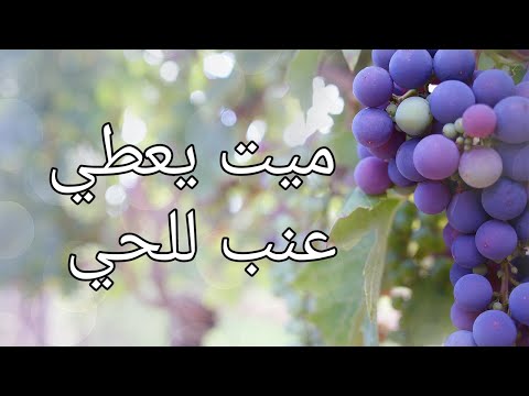 تفسير رؤية الميت يعطي عنب للحي في المنام التفسير الشامل تفسير الأحلام رؤية الميت يعطي عنب في المنام