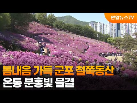 봄내음 가득 군포 철쭉동산…온통 분홍빛 물결 / 연합뉴스TV (YonhapnewsTV)