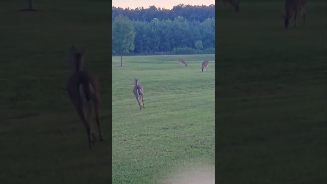 Cora's Virgina Deer Season.     