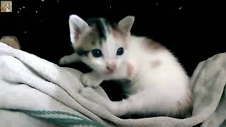 Tiny Kittens and Cat Mom by A to Z Animals & Plants 170 views 12 days ago 1 minute, 16 seconds