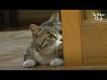 Stray Cat Is Sad Because He Can't Join The Family He Visits Every Day | Kritter Klub