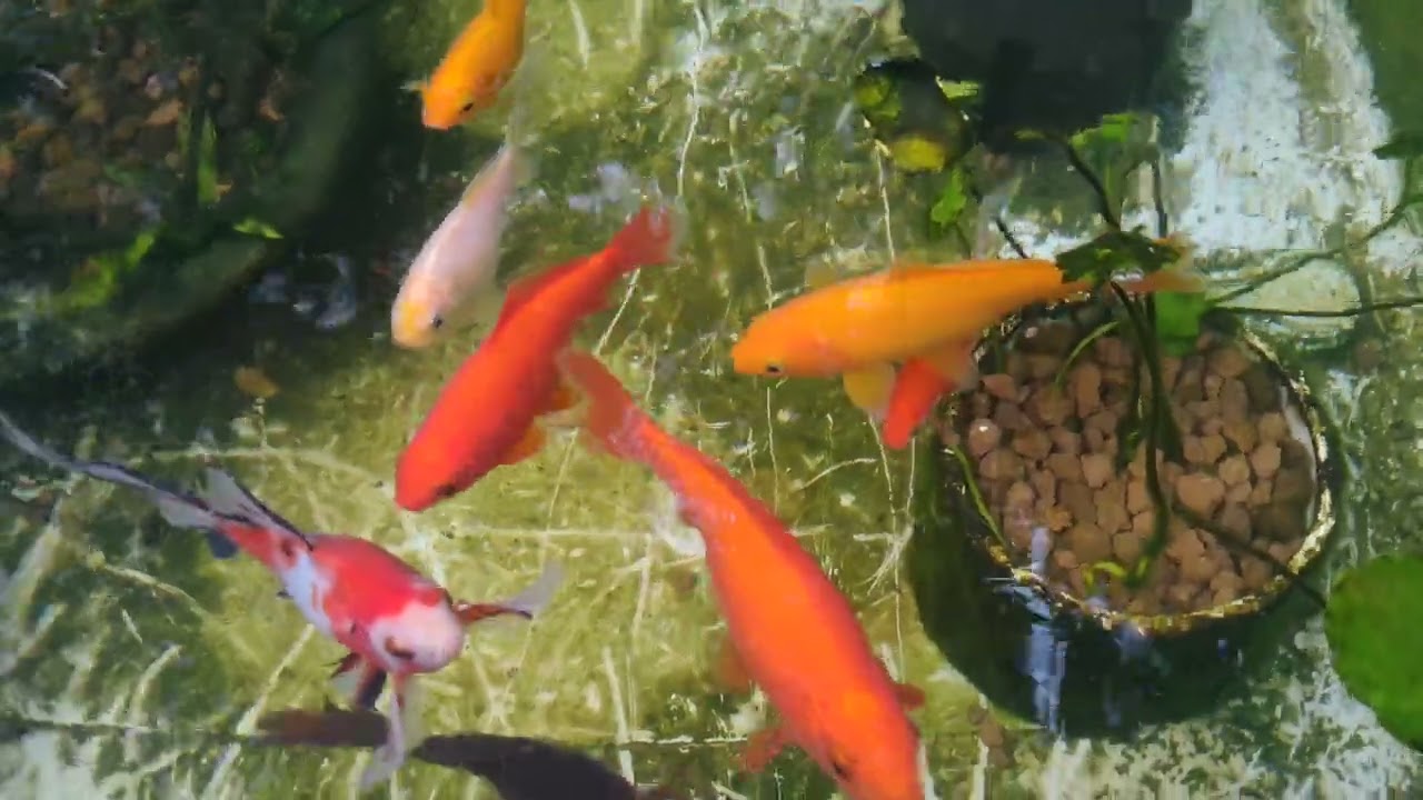 朱文金とコメット 2025/12/13 水温10.9℃