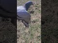 25KM Single Tossing: Developing the line of flight! 🕊️🎯