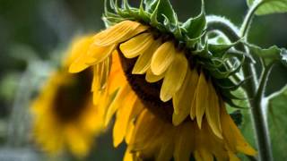 Sleepy SunFlower