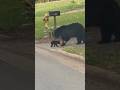 🐻 Baby Bear Runs to Mom for a Hug | Western North Carolina Wildlife