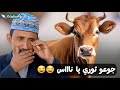 مطلوب يخاطب الثور جوعوك بهذلوك يا ثوري الحبيب حاوي لاوي