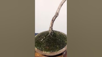 #盆景家族 #精品盆景 #济州真柏 #juniper #shimpaku