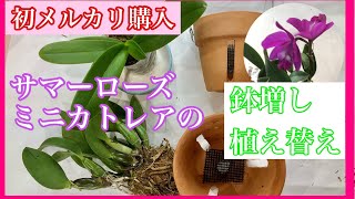 メルカリ初購入。胡蝶蘭のサマーローズとミニカトレアの鉢増し植え替え。(初心者向け)