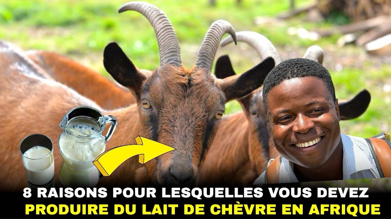 8 raisons pour lesquelles vous devez produire du lait de chèvre en