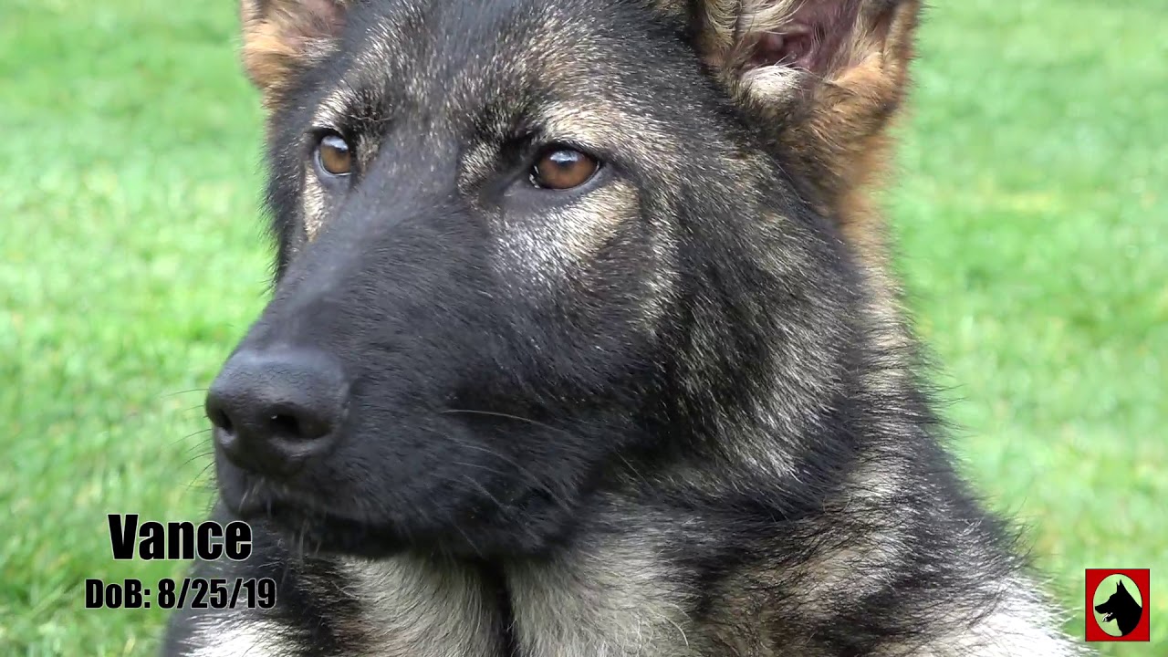 Download Kraftwerk K9 German Shepherd Puppy Check Out Vance S Handsome Dark Sable Markings Youtube