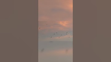 05: 10 Birds with Unusual and Unique Feeding Habits