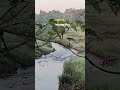 #morningmotivation #morningvibes #village #villageriver #serenity #nature