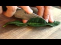 How to Use Kaffir Lime Leaves