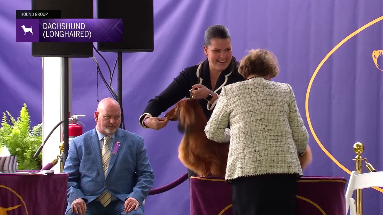 Dachshunds (Longhaired) | Breed Judging 2024