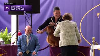 Dachshunds Longhaired Breed Judging 2024
