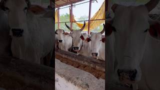 Jai Bajrang Bali🙏🏻 #gauseva #song #status #viral #cow #shorts #love #animals #village #bhajan