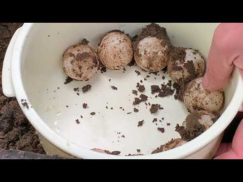 Moving Snapping Turtle Nest