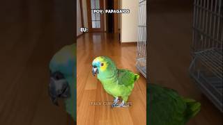 Papagaio Fofoqueiro  Parte 93  shorts papagaio funny memes