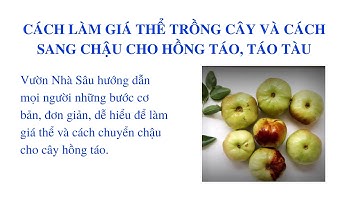 Hướng dẫn làm giá thể trồng cây hồng táo, táo tàu trên chậu, cách sang chậu cho cây hồng táo.