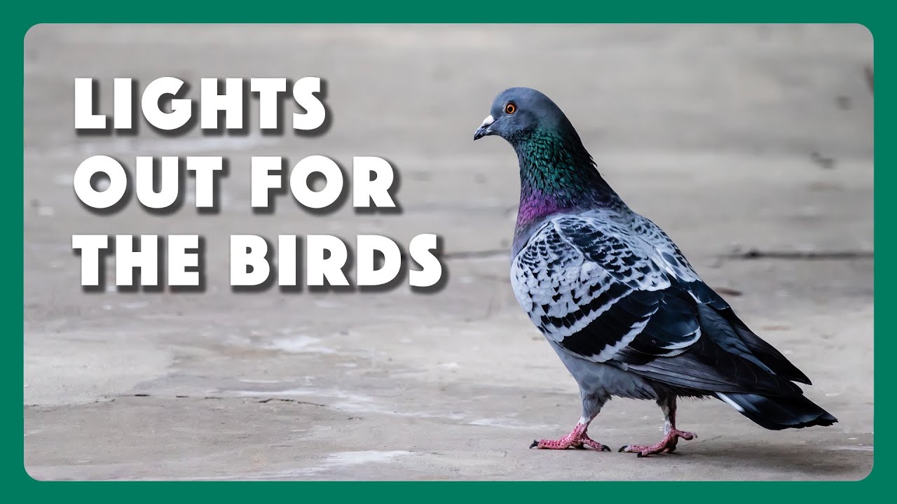 Lights Out For The Birds YouTube