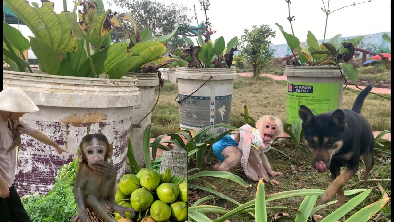 Monkey LiA visited her sister's school with her mother and Monkey Eva ...