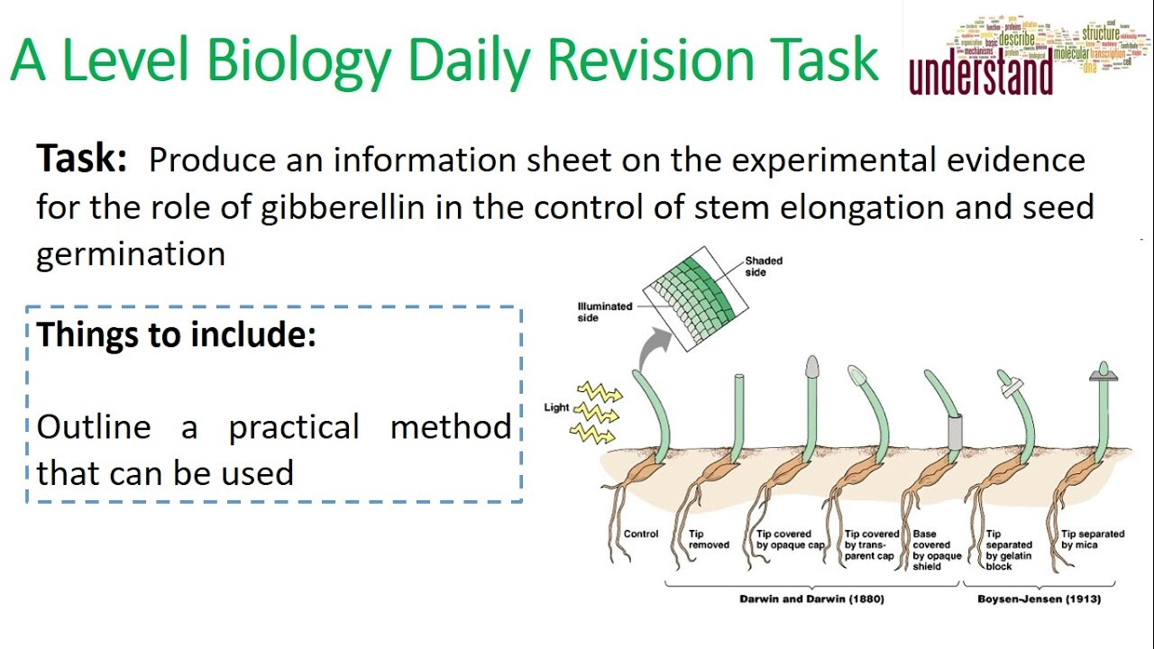 A Level Biology Daily Revision Task 24 Plant growth practicals YouTube