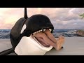 Orca vore