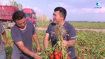 Cận cảnh thu hoạch cà chua và lúa mì ở Tân Cương, Trung Quốc