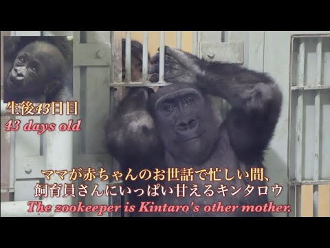 ゴリラ色の世界【Gorilla World】 - YouTube