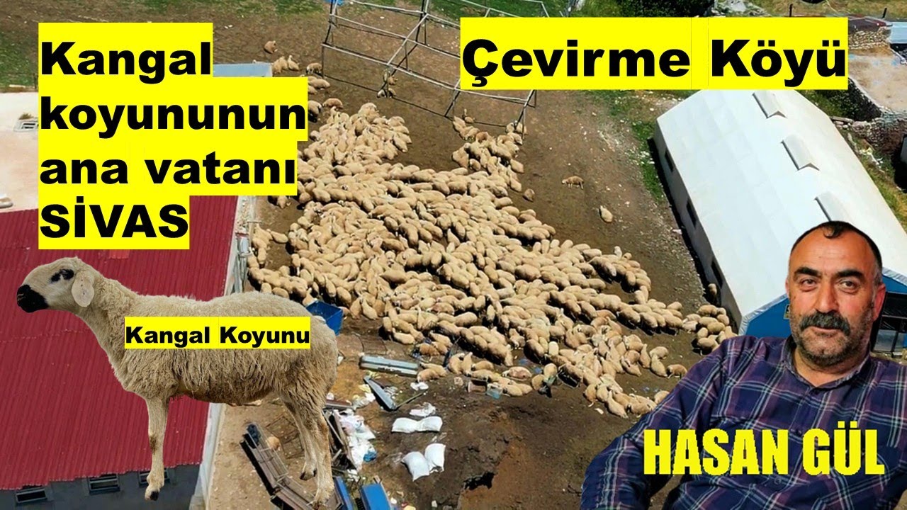 KANGAL KOYUNUNUN ANA VATANI, SİVAS İLİNİN ULAŞ İLÇESİNE BAĞLI ÇEVİRME KÖYÜ