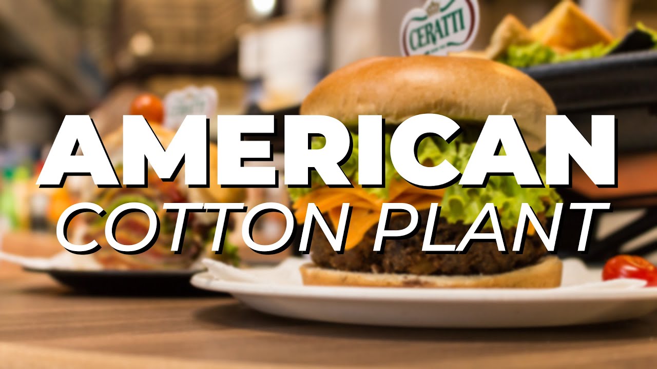 COTTON PLANT most delicious AMERICAN RESTAURANTS Food Tour of Cotton