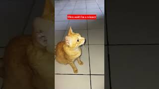 #catsoftiktok #cats #catmemes #orangecatenergy #funnycats #catshorts #petparents #usa #cutecats #fyp