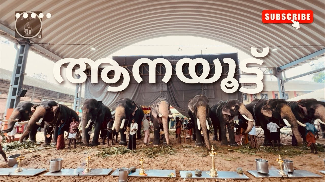 ആനയൂട്ട് | വാരനാട് ദേവി ക്ഷേത്രം📍#aanayoottu #aanapremi #elephant #aanapranthan #aanakotta #gajam 