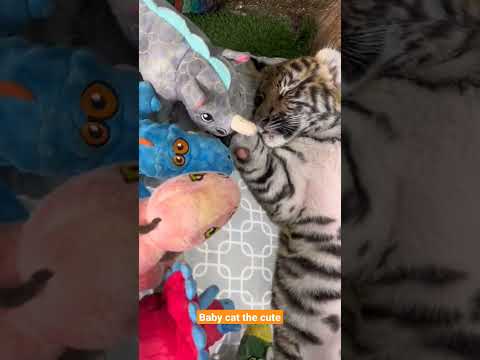 cute baby tiger bayi harimau lucu