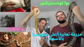 مزرعة ثعابين أ/على سويسرا بالأسعار ثعابين بوا كونستريكتور و ثعابين أصلات هواية تربية الثعابين